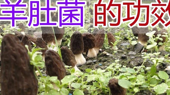 羊小咩额度怎么出？关键步骤与影响因素