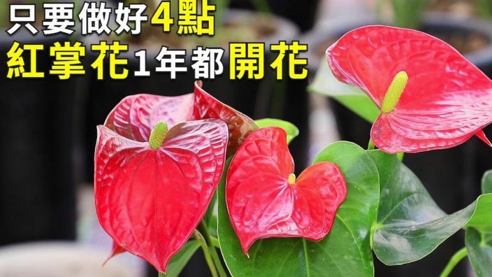 携程拿去花如何安全提现