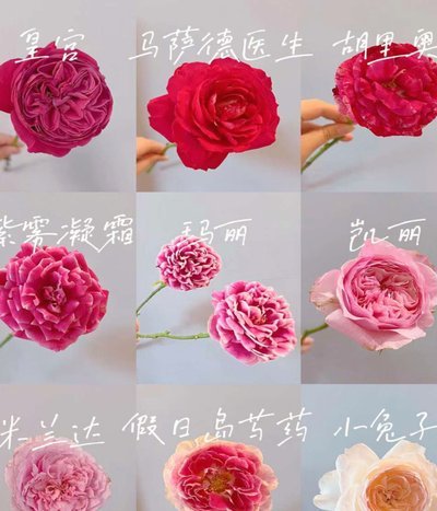 分期乐目前现状