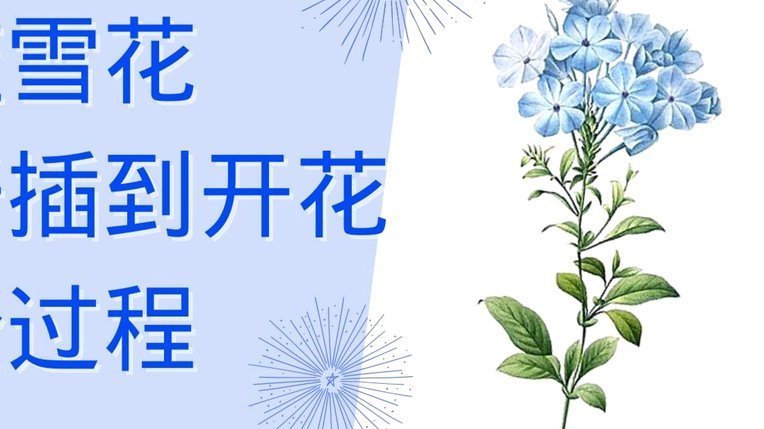花呗分期正规性揭秘