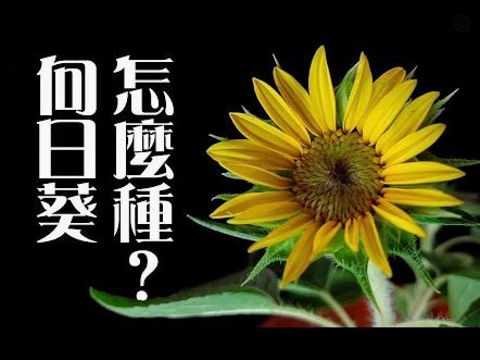 花呗额度怎么涨？看完这篇指南有谱