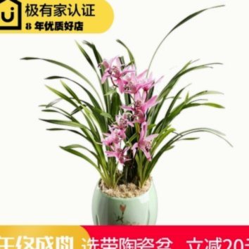 拿去花能否套现？流程解析、风险点与法律警示