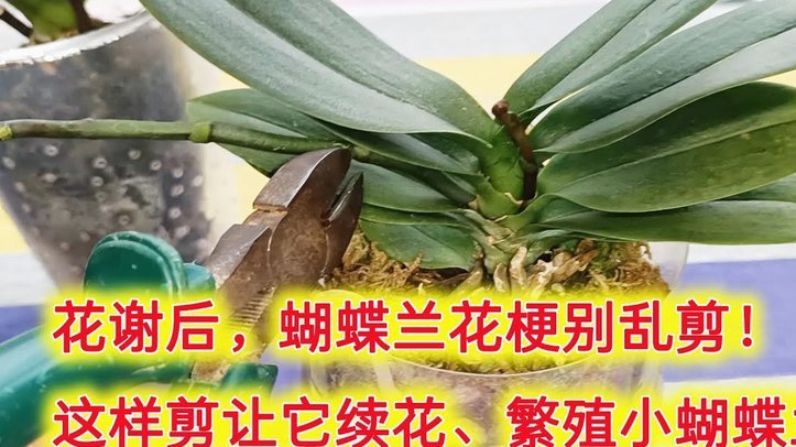 携程“花”：如何洞悉企业内幕
