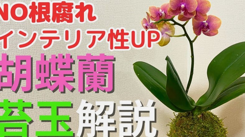 借呗花呗无力还款最佳处理方法