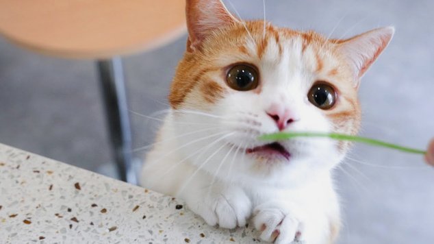 天猫提现技巧